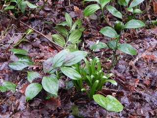 Подснежники