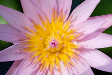Obraz premium Beautiful Pink Lotus, water plant with reflection in a pond
