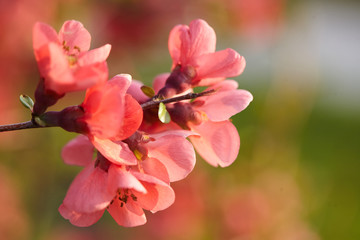 pink flowers of apple tree