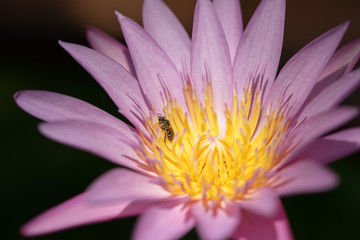 Beautiful Pink Lotus, water plant with reflection in a pond