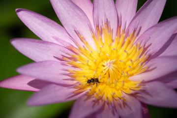 Obraz premium Beautiful Pink Lotus, water plant with reflection in a pond