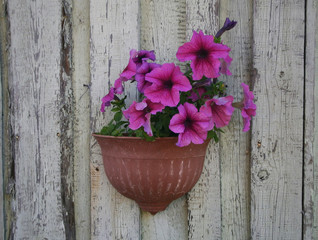 fresh flowers in a pot