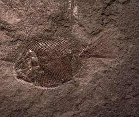 The fossil of ancient fish in a rock