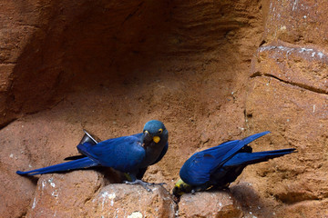 Lear's macaws
