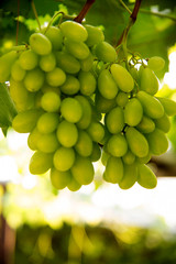 grapes  on tree