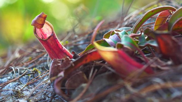 Nepenthes ampullaria red on nature background. Red Nepenthes hanging in the forest.