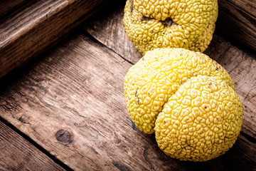 Maclura orange or apple macaroni