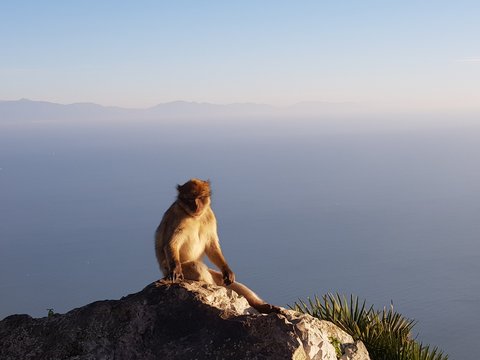 Berberaffe - Macaca sylvanus