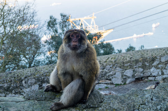 Berberaffe - Macaca sylvanus