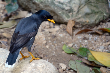 Fototapeta premium Common myna