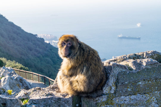 Berberaffe - Macaca sylvanus