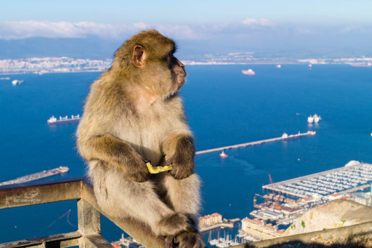 Berberaffe - Macaca sylvanus