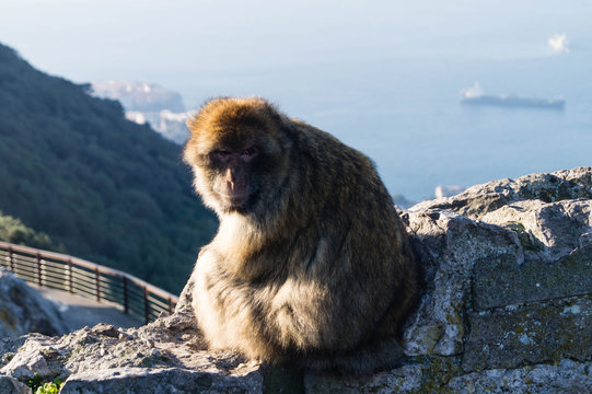 Berberaffe - Macaca sylvanus