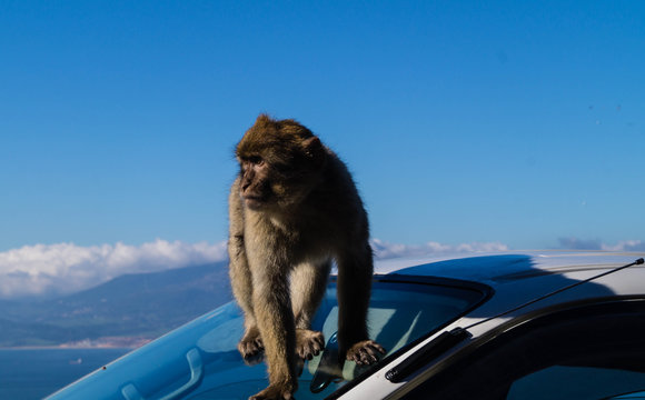 Berberaffe - Macaca sylvanus