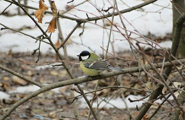 Great tit on a tree branch in winter season