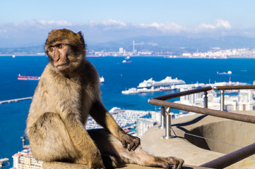 Berberaffe - Macaca sylvanus