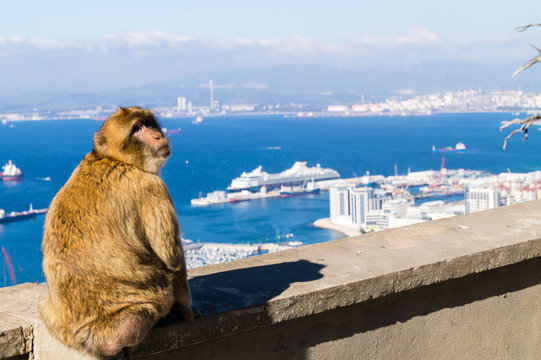 Berberaffe - Macaca sylvanus