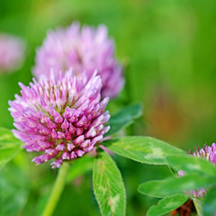 Blühender Wiesen-Klee, Trifolium pratense