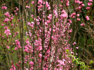 春の風景・桃の花