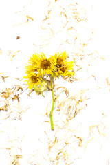 Chrysanthemum  tea Close up