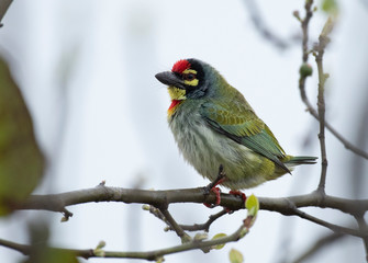 Coppersmith Barbet  on Tree