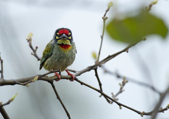 Coppersmith Barbet  on Tree