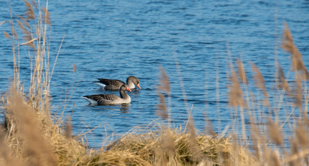 greylag floats in front of brown reed with plenty of text space on a calm lake