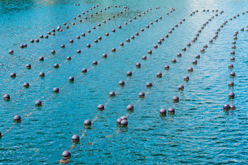 Pearl rows in the ocean, production and cultivation of pearls in the ocean. Pearl aqua farming cultivation Shima Japan.