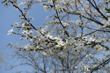 Curved branches of blossoming Prunus cerasifera tree against blue sky