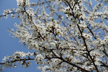 Dark branches of Prunus cerasifera with white flowers against blue sky