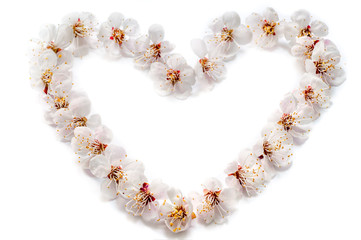 Spring empty template for seasonal festive design, posters, greetings, cards. Apricot flowers on a...