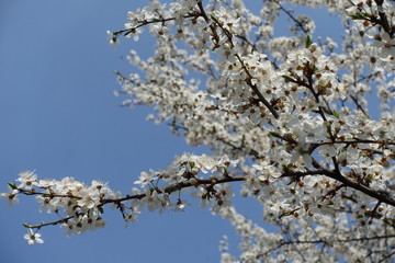Slanted branch of blossoming Prunus cerasifera tree against blue sky