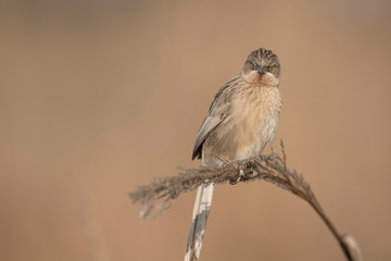 Striated babbler