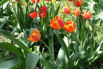 Bright yellow red and simple red flowers of tulips