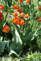 Several red and yellow flowers of tulips in spring
