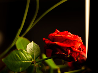 Portrait Rose rouge 