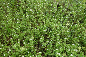 Fototapeta na wymiar Chickweed with small white flowers in spring