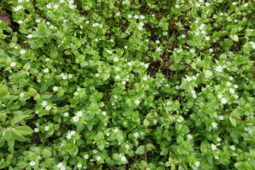 Many white flowers of Stellaria media in spring