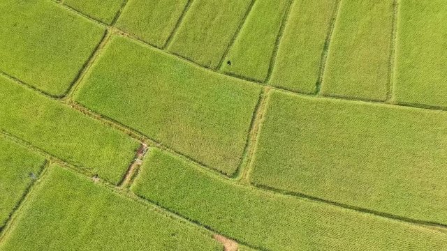 Aerial view of the green and yellow rice field, grew in different pattern, soon to be harvested.