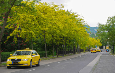yellow taxi cars go on the road past the flowering trees