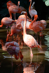 Greater flamingos