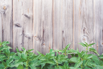 Spring green grass over wood fence background - Image