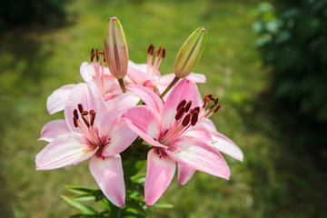 Closeup of rose lily flower petals