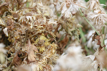Chrysanthemum   tea Close up