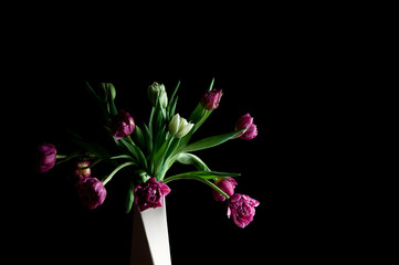 Bouquet of beautiful pink, green flowers in white vase against black backdrop. Selective focus. Artistic low key lighting setup. Spring, holiday, date, event, exclusive concept, for card. Copy space