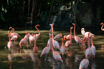 Greater flamingos