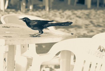 Mexican grackle