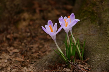 Crocus flowers in forest