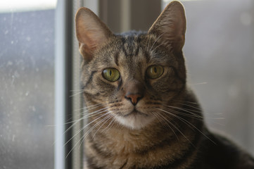 Domestic marble cat portrait, eye contact, cute kitty face, curious