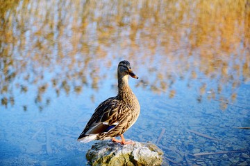 duck by the lake